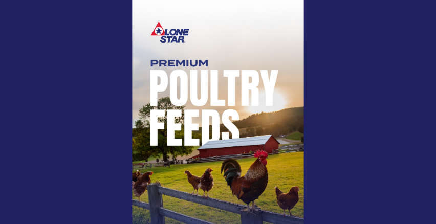 poultry feeds 