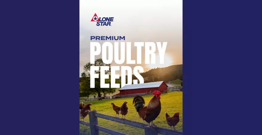 poultry feeds 
