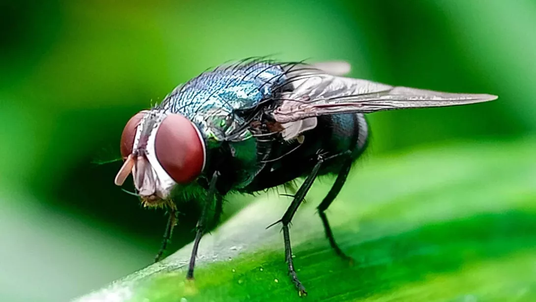 Fly