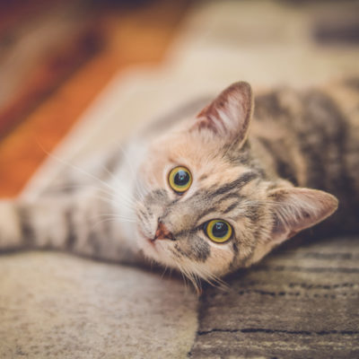 Cute little cat with green eyes lying down